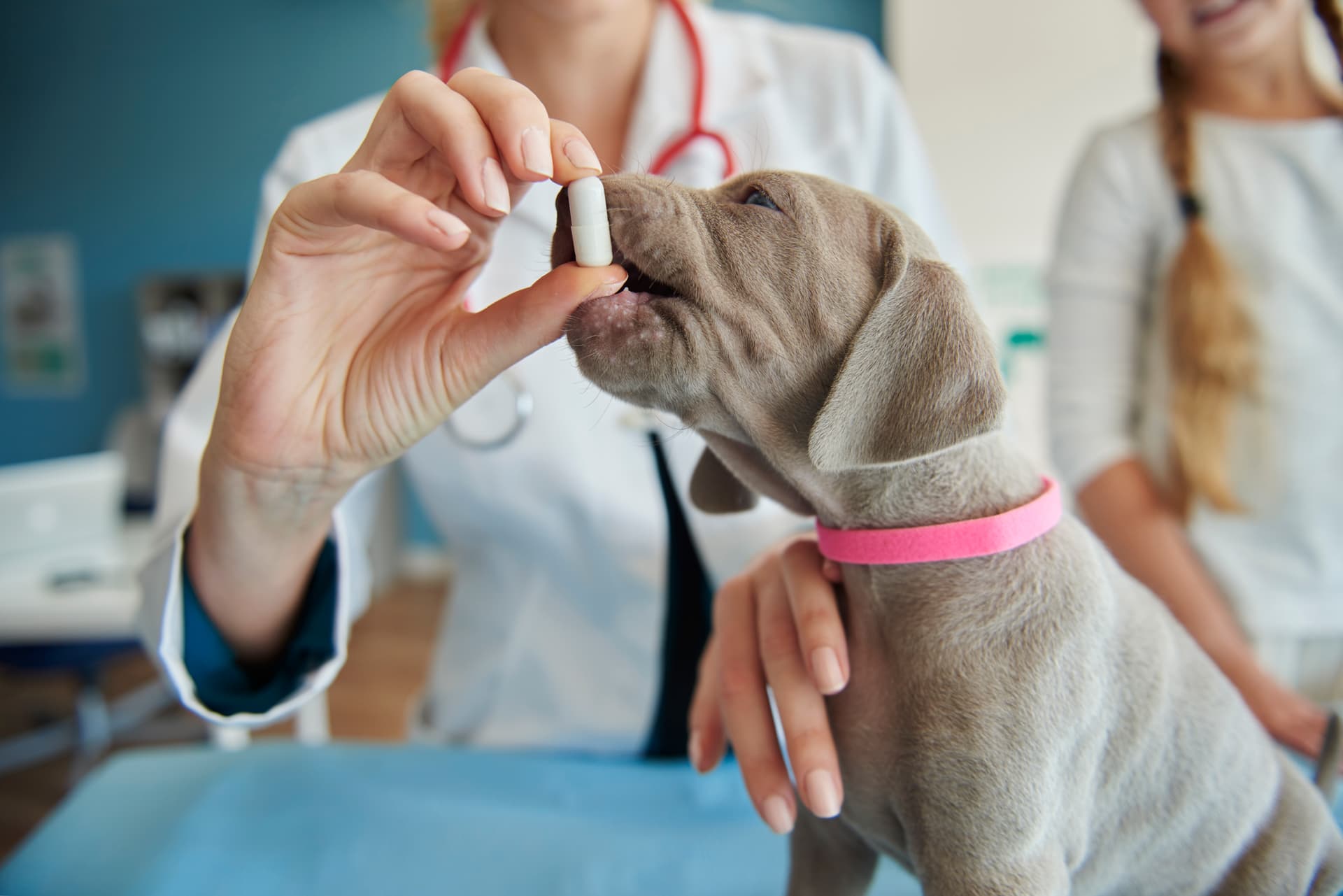 Veterinary Pharma brands at PharmmaEx